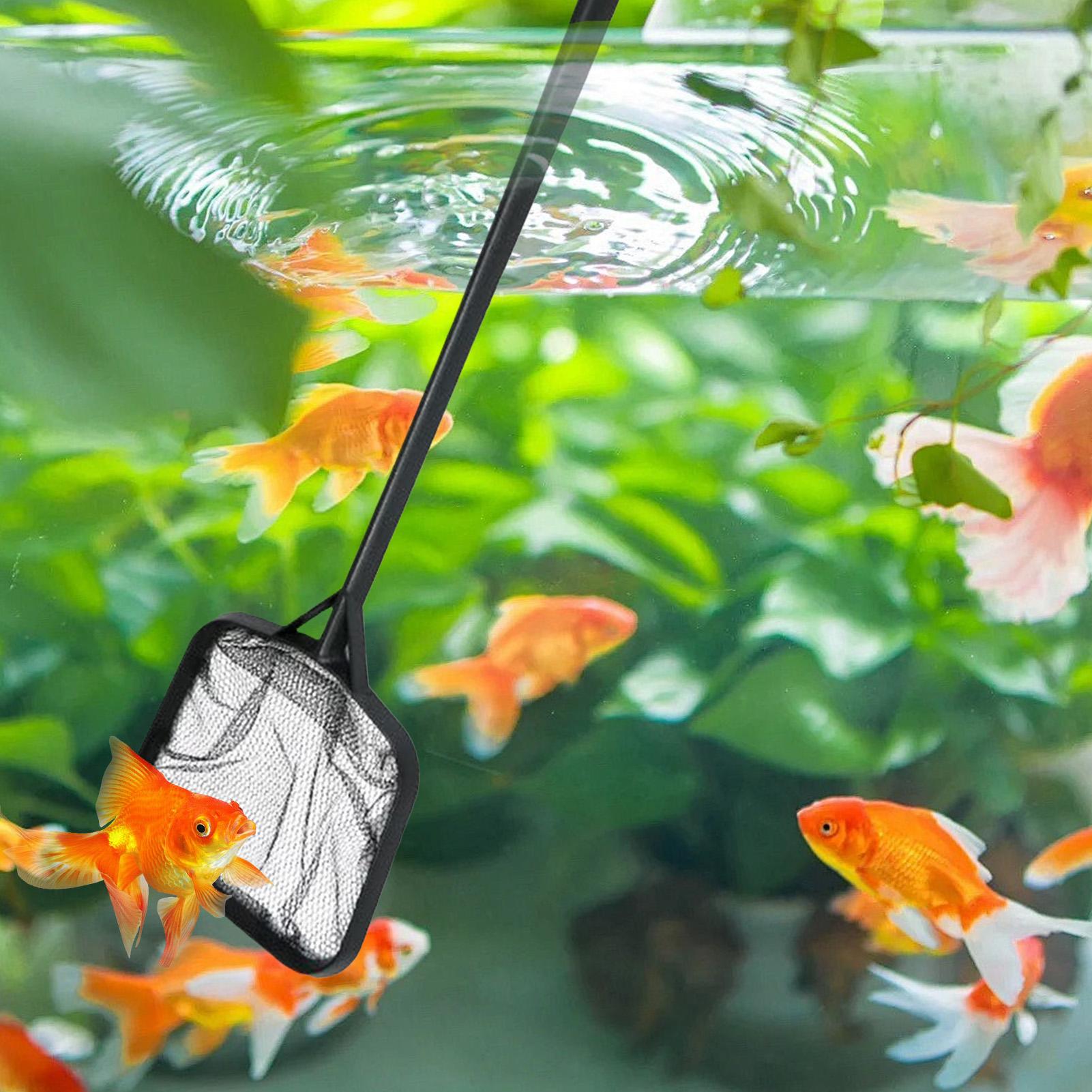 Redes para Limpeza de Piscinas - Marine Aquarium Equipment avaliação e preço